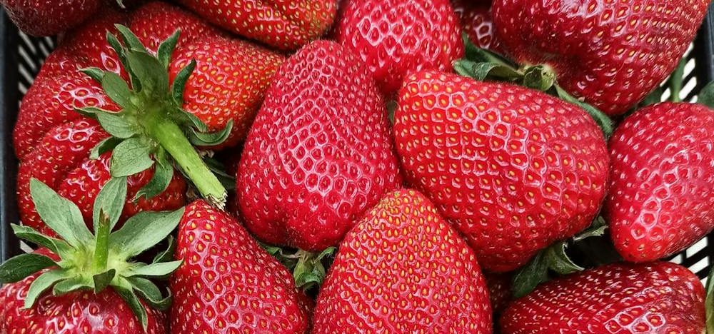 Do you want berries that last longer?